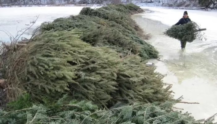 Royal Botanical Gardens tree donation project