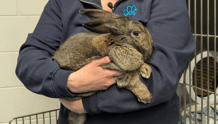 Humane Society donation