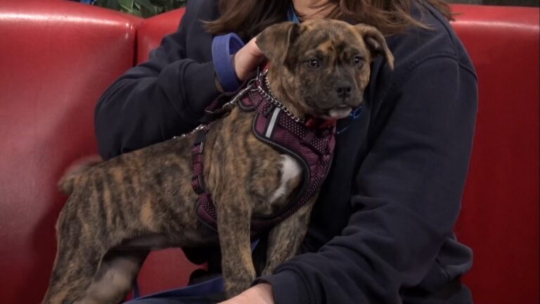 Juno