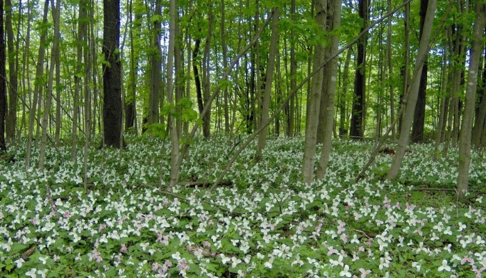 White Trillium