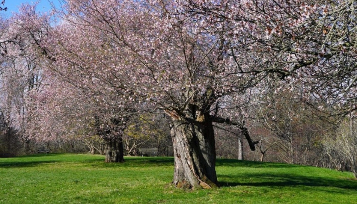 Cherry Blossom Trees