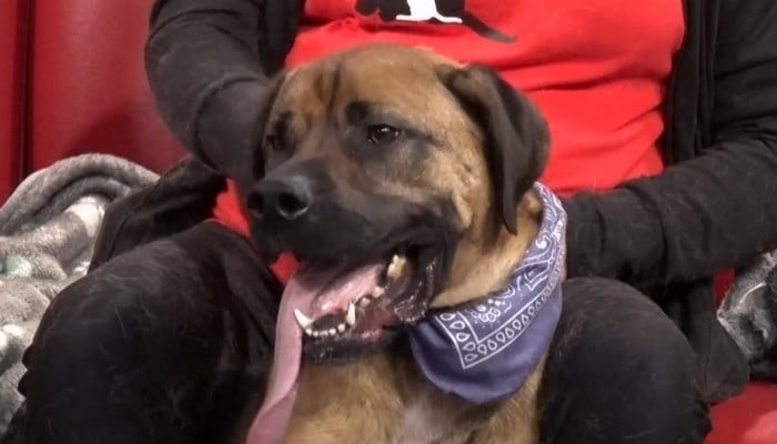 Animal Adoptions of Flamborough