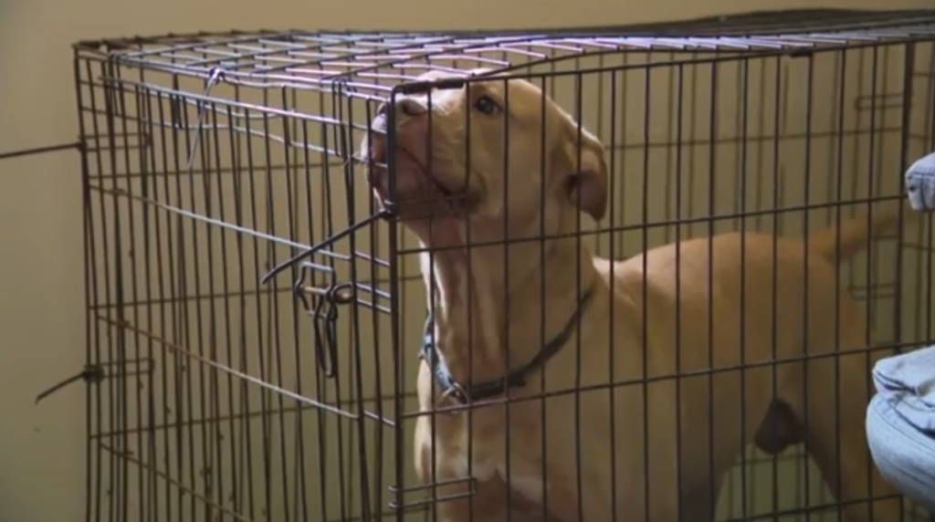 Nanticoke dead dogs found