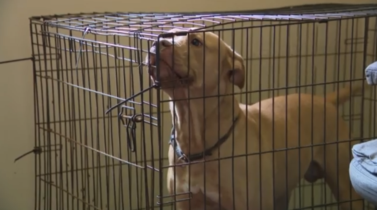 Nanticoke dead dogs found