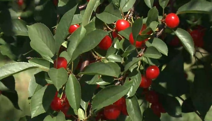 Cherry Lane