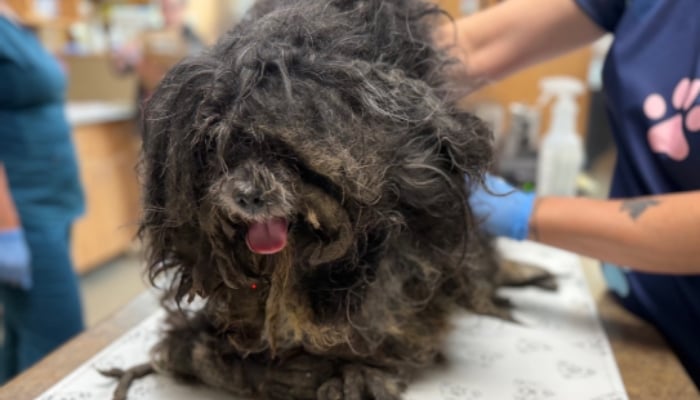 Niagara Humane Society found dog