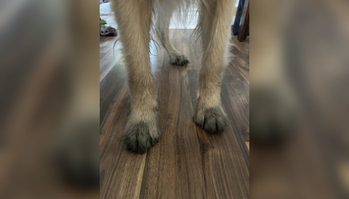 East Hamilton soot boater pet