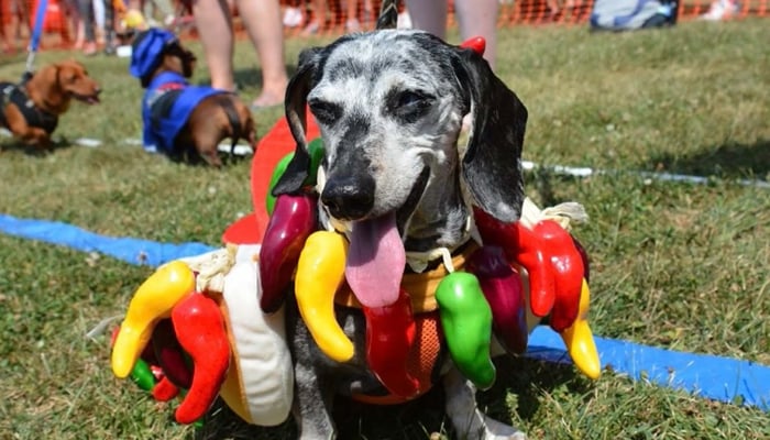 Wiener-Paw-Looza