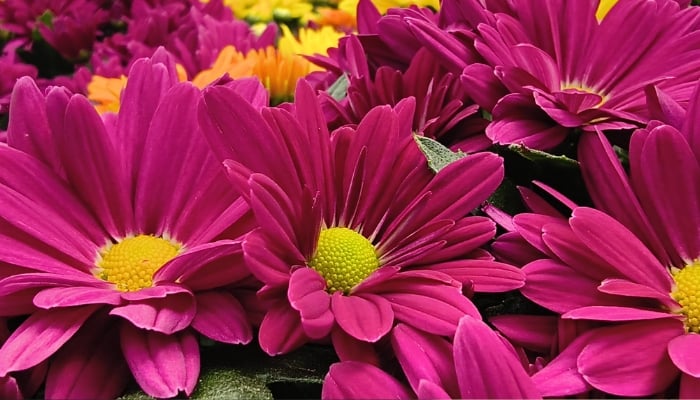 Flower tariffs aug 17 700x400