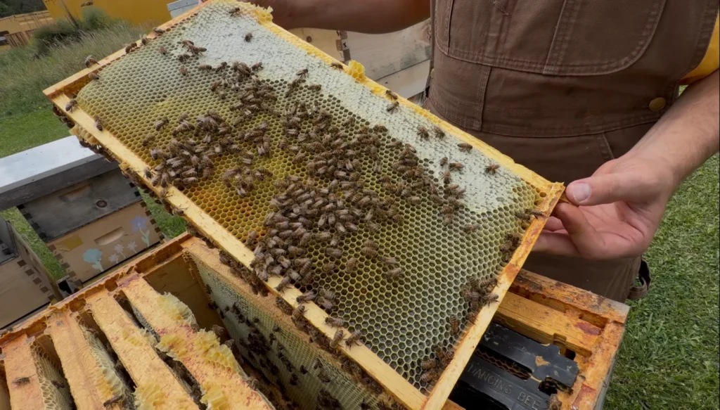 Bee hive August 24 2026