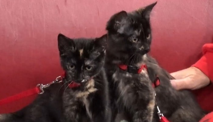 Adoptable Pets