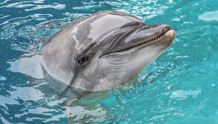 Echo the dolphin