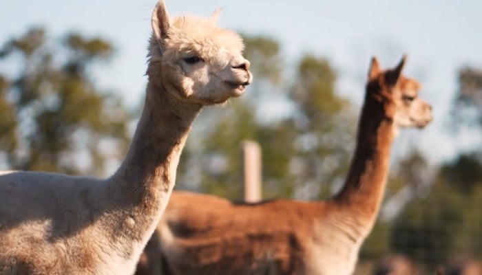 Unsung Heroes: The Quiet Magic of Alpacas