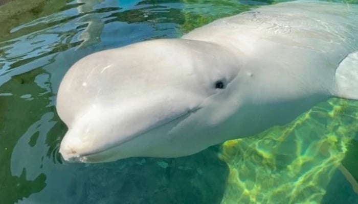 Beluga Cyprus