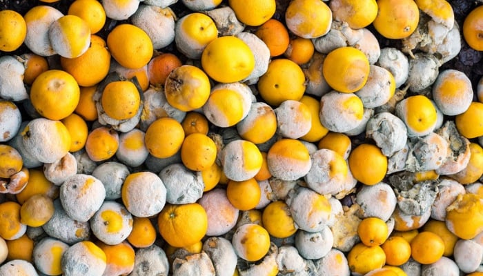 Food Waste October 15 2026-545218554 700x400