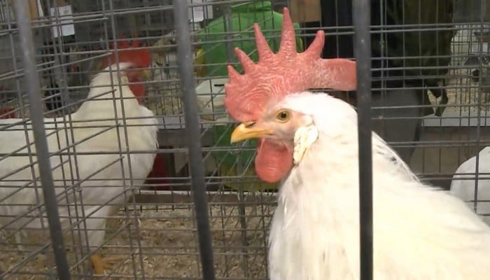 Norfolk County Fair & Horse Show