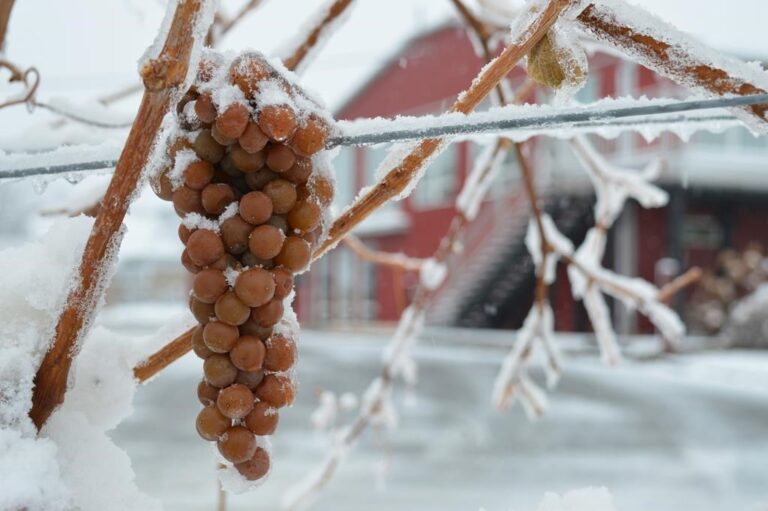 Frozen grapes on the vine