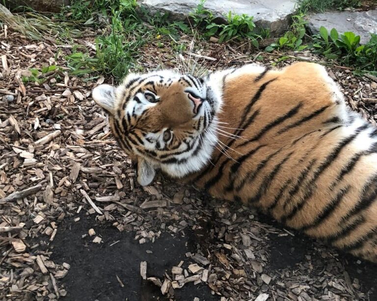 Former Toronto Zoo tiger dies after anesthesia accident in Colorado